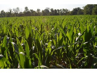 Property photo 19 - 64 Acre Farm Offered in 4 Tracts or in Combinations - Real Estate Auction
